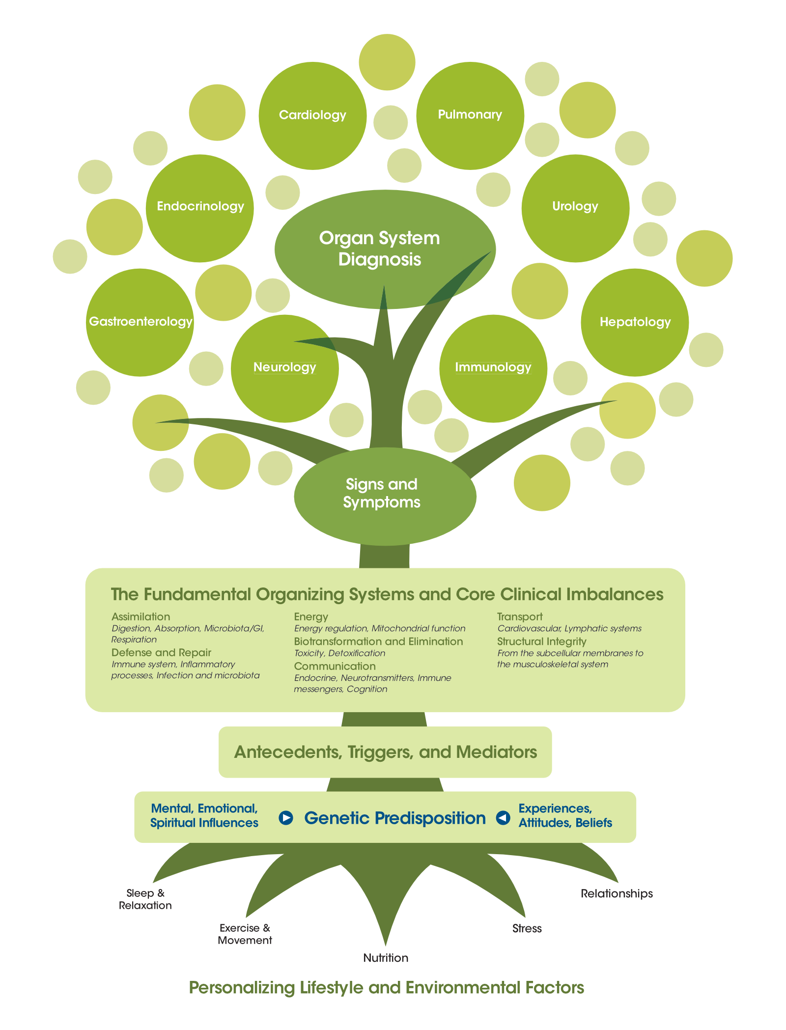 Functional Medicine Consultation